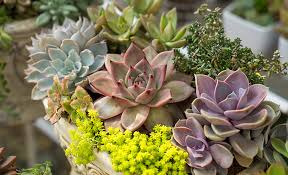 Home Plants for Indoor Decoration | Decorative Green Plants