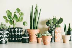 Home Plants for Indoor Decoration | Decorative Green Plants